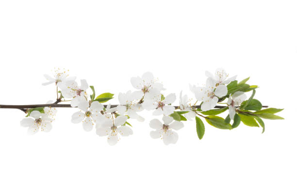 istock flowering branch of cherry isolated 1316934385