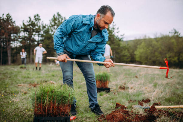 istock The man is planting conifers 1316934985