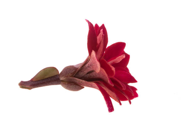 istock Kalanchoe flower isolated 1316935153