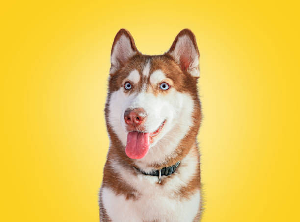 istock Siberian Husky on a yellow background. 1316935275