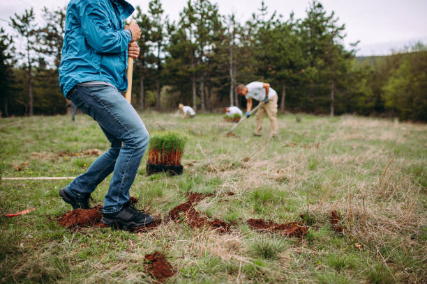 istock The man is planting conifers 1316935360