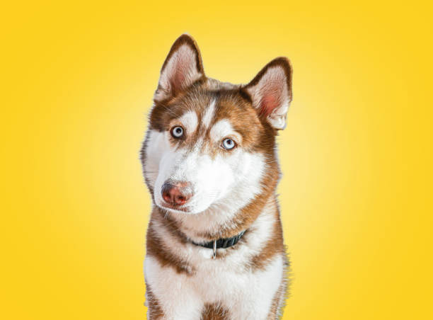 Siberian Husky on a yellow background.