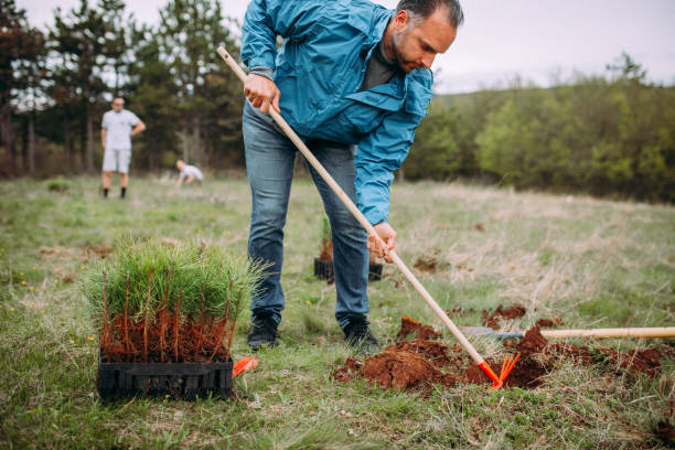 istock The man is planting conifers 1316935574