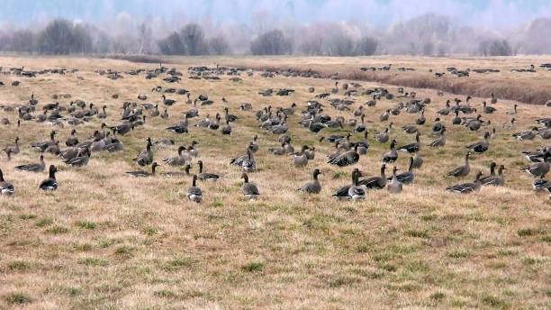 istock Migrating wild geese feed on an agricultural field. 1316936297