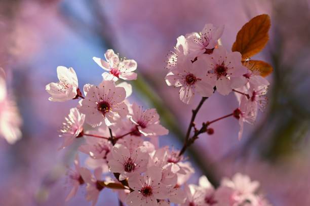 istock Spring background - copy space. Beautiful Japanese cherry blossoms on a clean colored natural background on a sunny day. Spring time. 1316936486