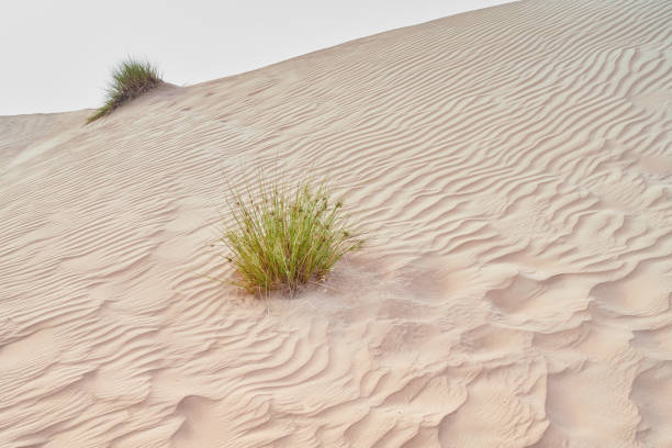 istock yellow sand dunes in the Abu Dhabi desert 1316936764
