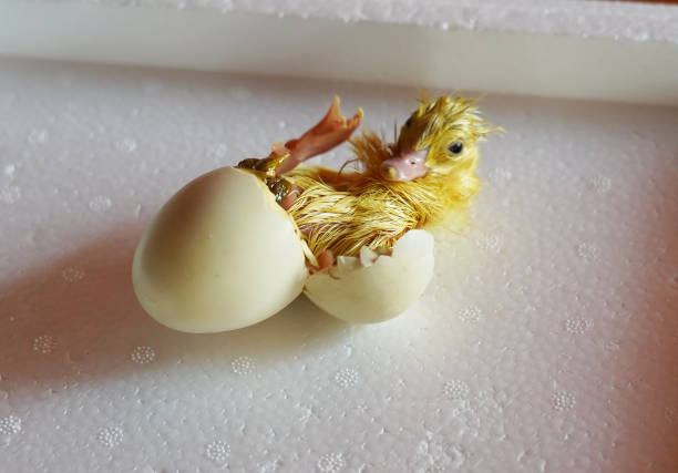 overbelastning plasticitet faldt 10,300+ Bird Hatching From Egg Stock Photos, Pictures & Royalty-Free Images  - iStock