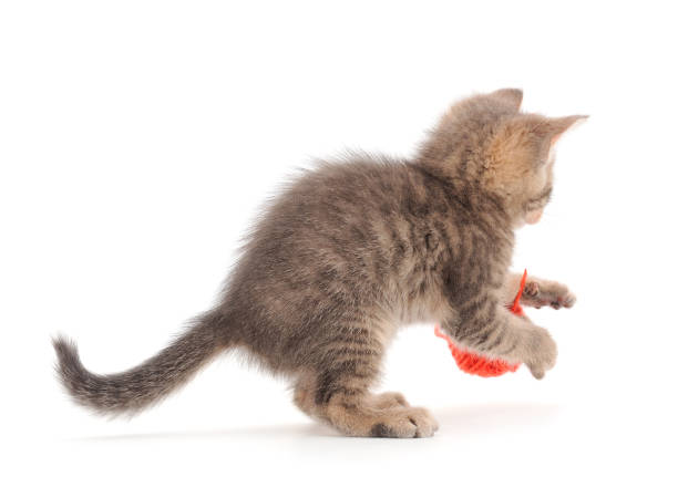 istock Little kitten playing with a ball of yarn. 1316937481