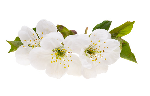 cherry flowers isolated on white background
