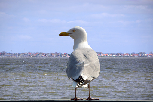 European Herring Gull or Larus argentatus perched on a wooden post against blue, clear sky in beautiful sunlight and clear view of one of the webbed feet