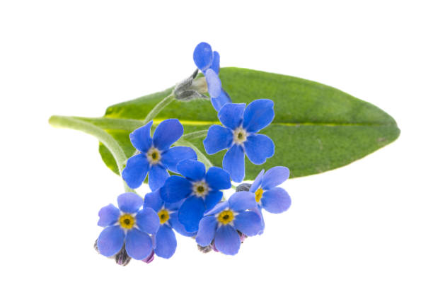 istock forget-me-not flowers isolated 1316938866