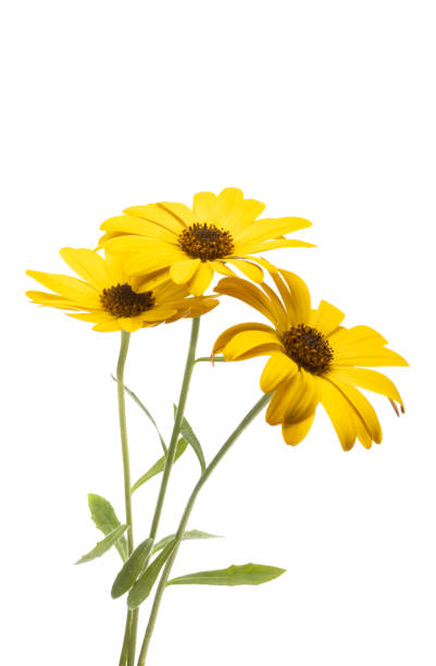 istock yellow osteospermum Daisy isolated 1316939851