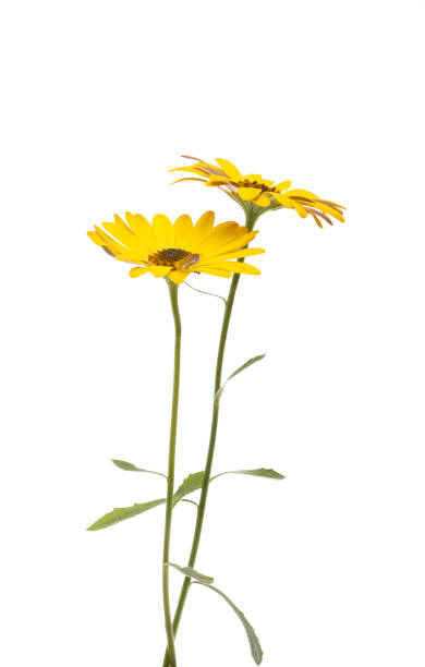 istock yellow osteospermum Daisy isolated 1316939852