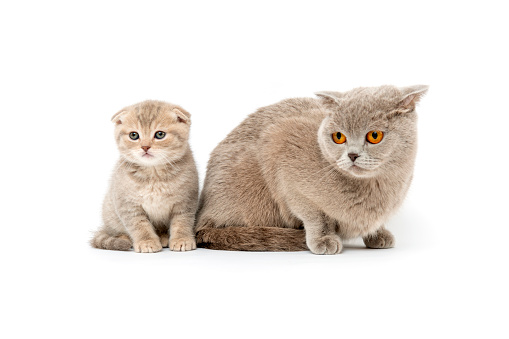 Scottish fold cat and her baby on the white ground on white