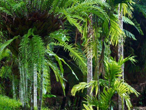 istock Basket Ferns and Palm Trees 1316940061