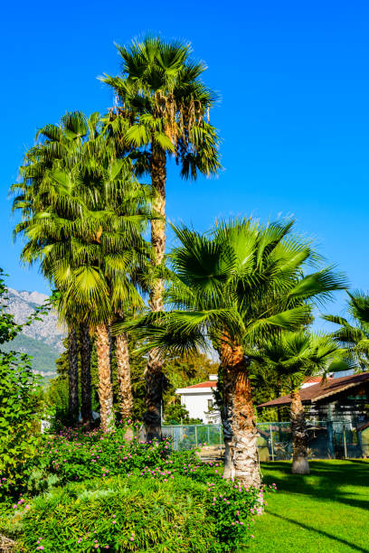 istock Sabal palm trees growing in a city park 1316940832