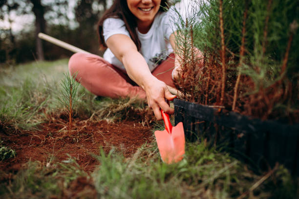 istock Woman plants a plant 1316941187