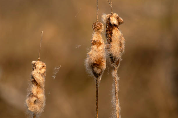 istock Cattailsgoing to seed near pond 1316941282