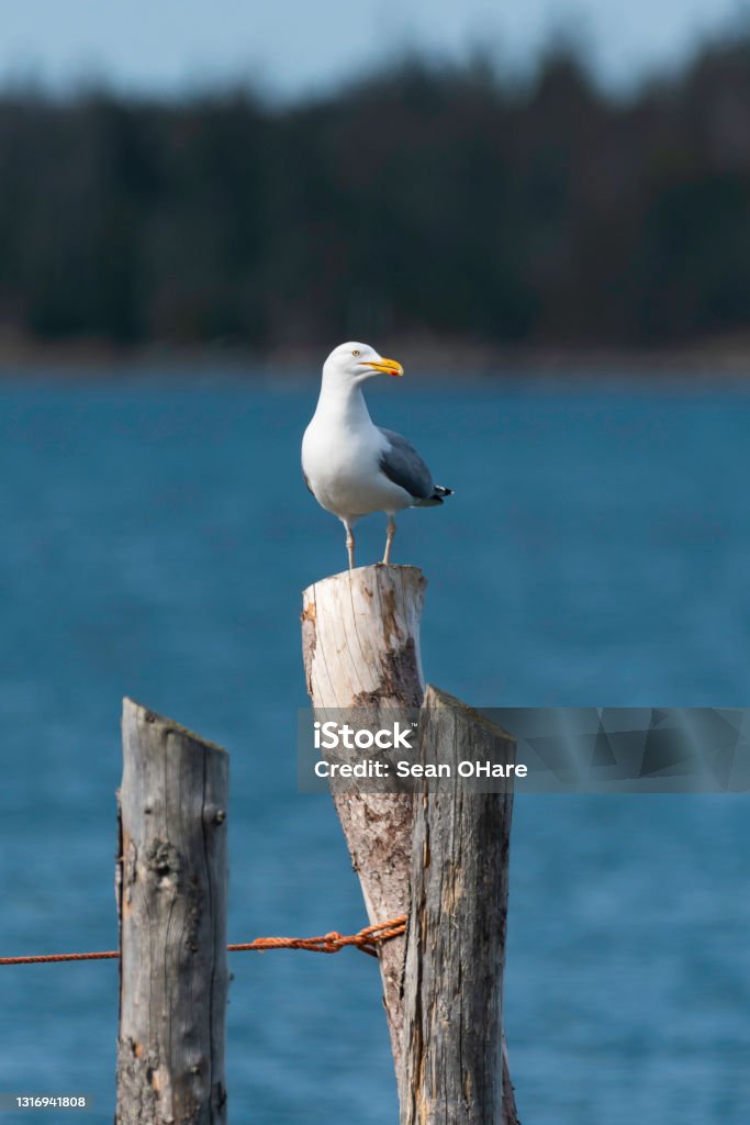 Gull perched on old wooden dock post One herring gull perched on wooden post with ocean in background Seagull Stock Photo