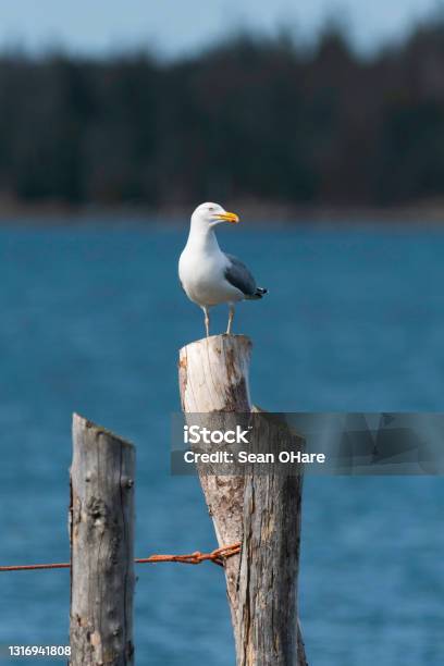Gull Perched On Old Wooden Dock Post Stock Photo - Download Image Now - Seagull, Fence, Harbor