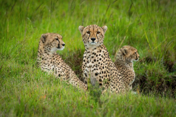istock Cheetah sits staring at camera with others 1316942378