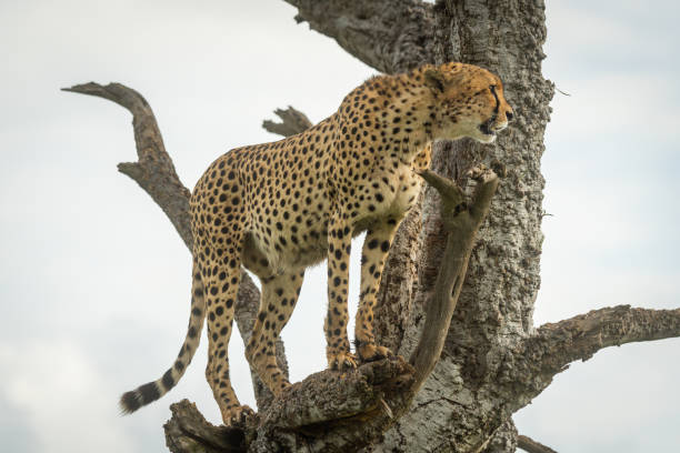 istock Cheetah stands in old tree staring ahead 1316942937