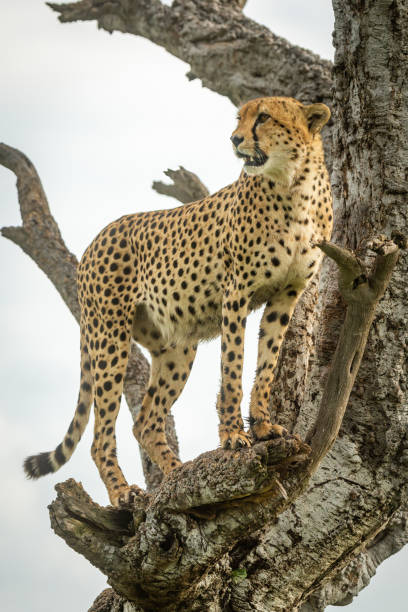istock Cheetah stands in twisted tree turning head 1316942943