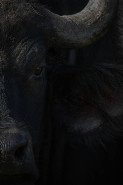 istock Close-up of Cape buffalo head in shadow 1316943115