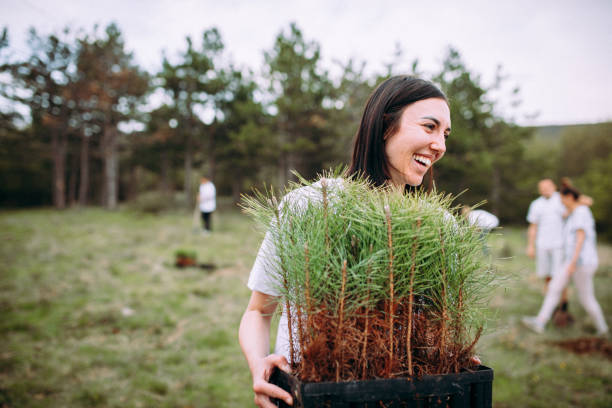 woman take care of cypress plants - tree imagens e fotografias de stock