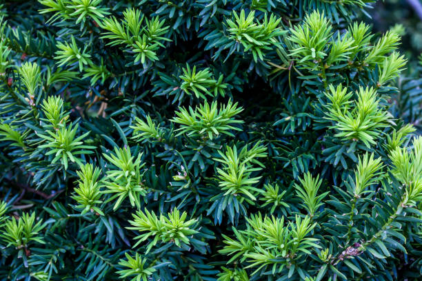 istock Close up form green bush needles on spring outdoor 1316944982