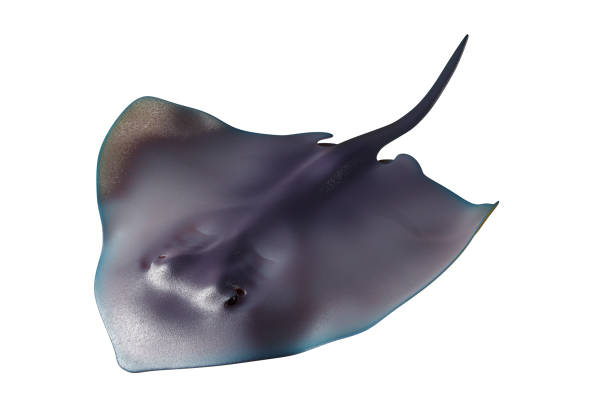 istock 3d rendering of a cute baby stingray, isolated on white background. 1316945683