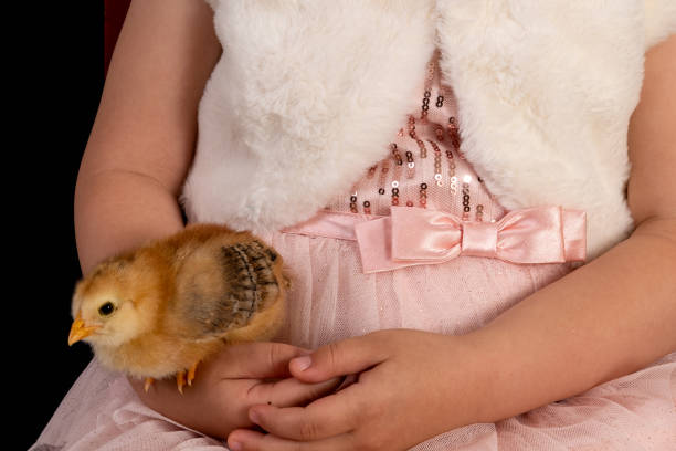 poussin se reposant sur des mains d’une fille - baby chicken human hand young bird bird photos et images de collection