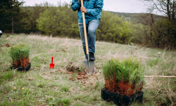 istock Man planting tree on Arbor day in springtime 1316946107