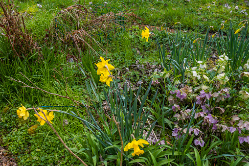 large  view on beautiful yellow daffodils blooming in a flower bed blooming surrounded by stones