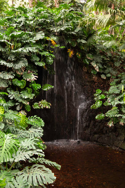 istock small waterfall in rainforest surrounded by green leaves 1316946872