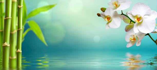 istock spa background with orchids and bamboo in green 1316946913