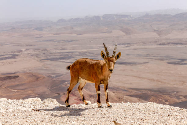 istock Ibex in Ein Gedi National Park in Israel 1316947287