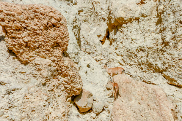istock Ibex in Ein Gedi National Park in Israel 1316947353