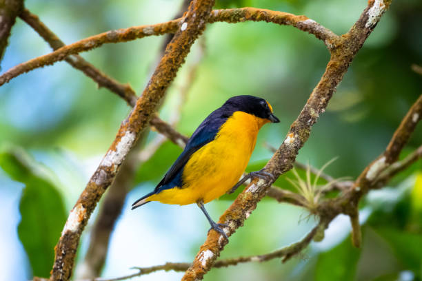 istock A Violaceous Euphonia (Euphonia violacea) perching in some branches in the forest. 1316947391