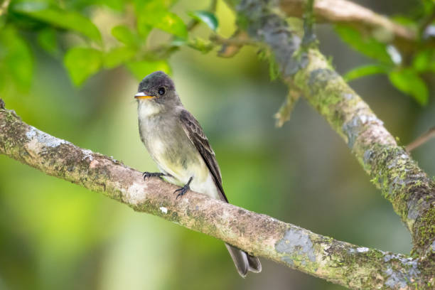 un pewee tropical (contopus cinereus) perché dans un arbre avec un fond brouillé. - cinereous photos et images de collection