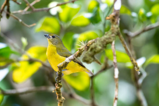 istock A Violaceous Euphonia (Euphonia violacea) perching in some branches in the forest. 1316947411