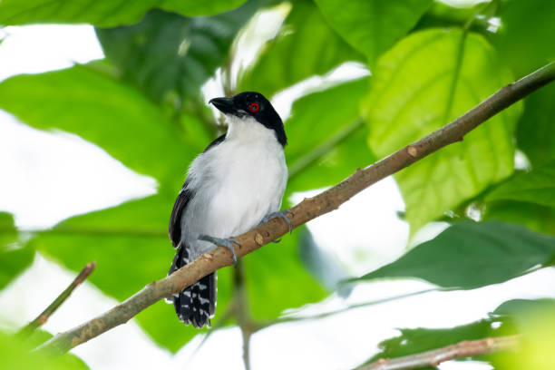 istock A Great Antshrike (Taraba major) perching in a tree with leaves. 1316947446