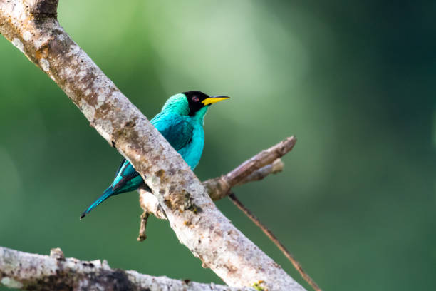 istock A Green Honeycreeper (Chlorophanes spiza) perching in a tree with a bokeh background. 1316947447