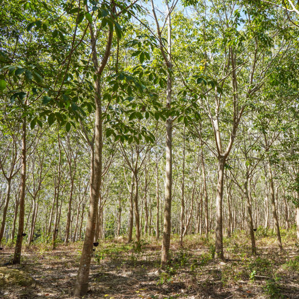 istock Rubber tree plantations. Rubber grove. Collection of rubber. 1316950276