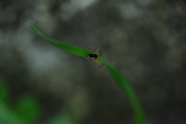 A tiny spider on the move
