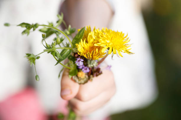 close view of hands of a little girl who is giving a bouqet of self-picked field flowers close view of hands of a little girl who is giving a bouqet of self-picked field flowers holding child flower april stock pictures, royalty-free photos & images