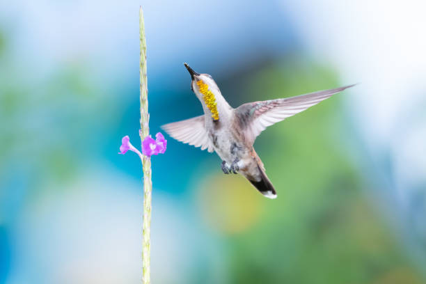 istock A female Ruby Topaz hummingbird (Chrysolampis mosquitus) hovering in the air with a blurred blue and green background. 1316951748