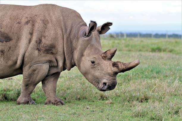 Northern White Rhino