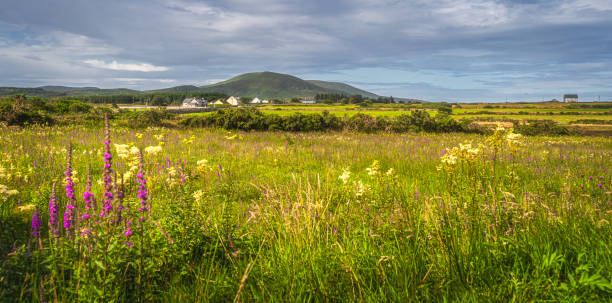 wiese mit wildblumen und kleines dorf in ring of kerry - scenics county kerry republic of ireland irish culture stock-fotos und bilder