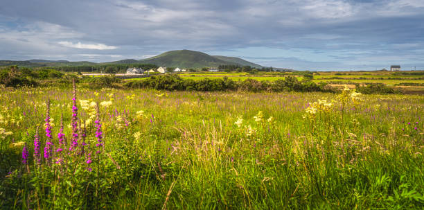Meadow with wildflowers and small village in Ring of Kerry stock photo